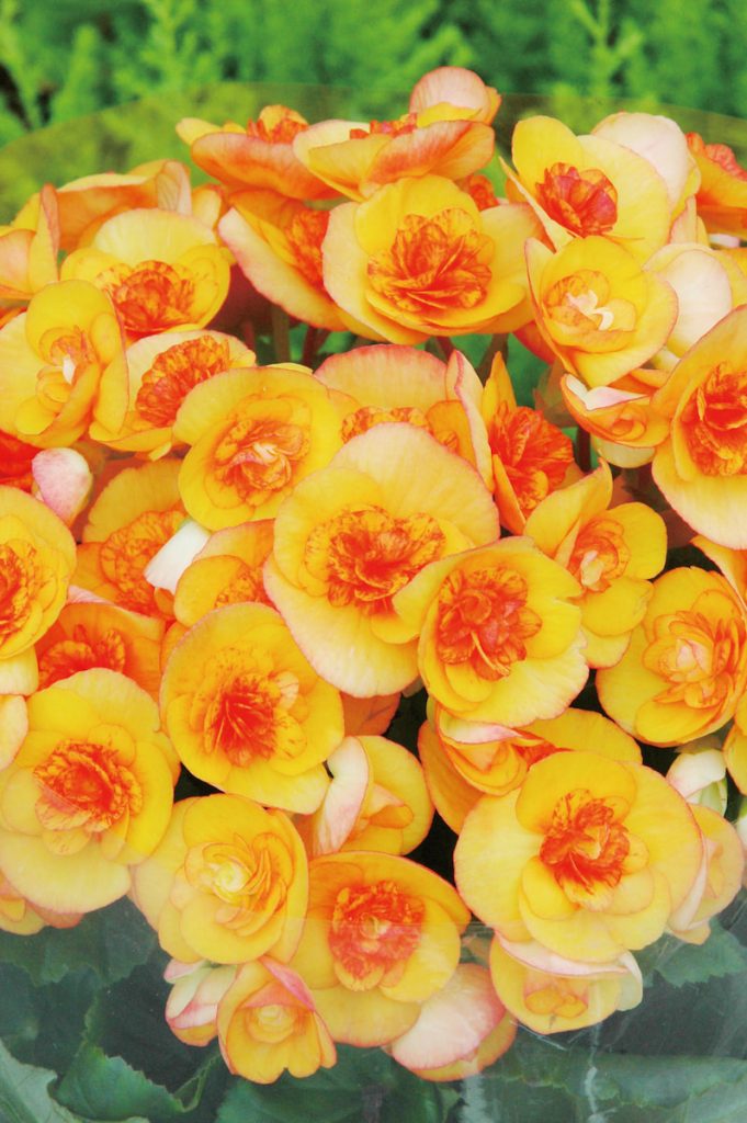 橘色的海棠長得不急不慢,剛好配合日常節奏。