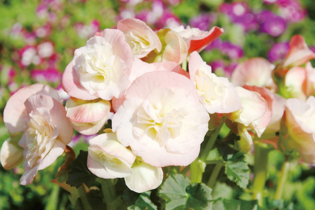 淡粉色的花開得整齊,看著會讓人心情安定。