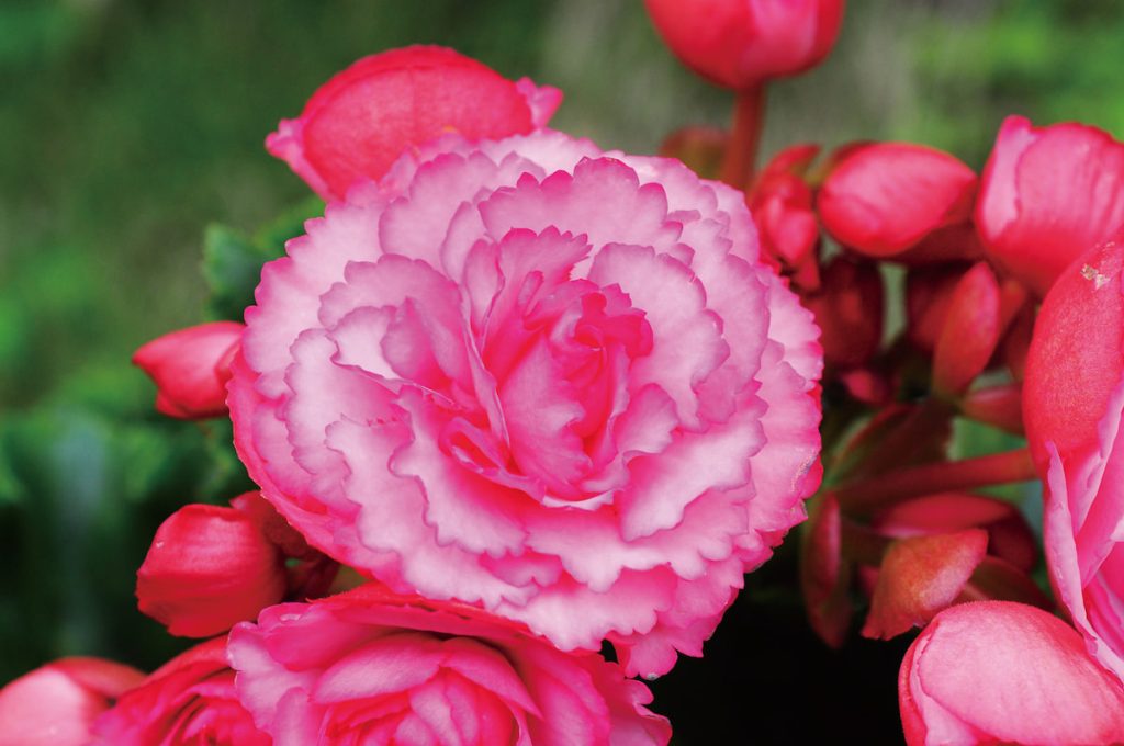 重辦漸層紅色的格海棠開出富麗的雍容大肚。