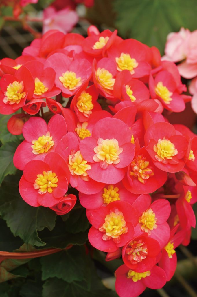 紅色的麗格海棠很顯眼,總是視線的焦點讓人忍不住想多看一眼。