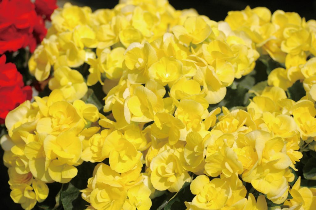 怒放的鮮黃麗格海棠在光線下特別乾淨。