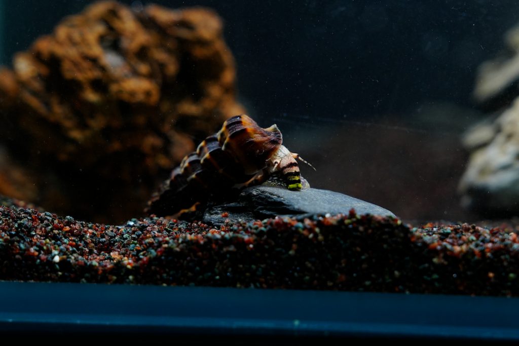 國王兔螺:異於常見的兔螺種類,喜半鹹水偏陸生,適合兩棲缸飼養。