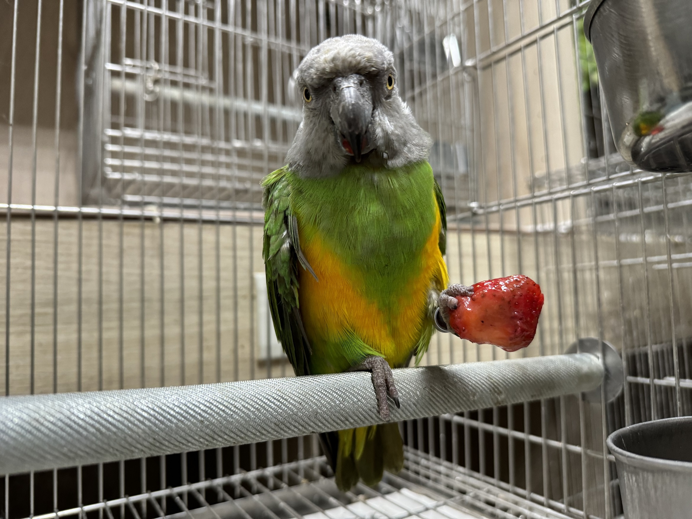 什麼鳥事都難不倒！ 農業部今發布寵物飼養與照顧指南「通則」與「鳥類篇」 - 農傳媒