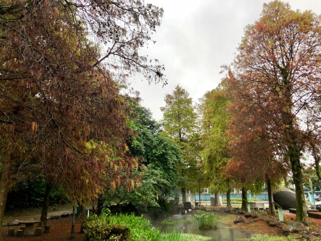 宜蘭的公園中,環繞著落羽松的水池。