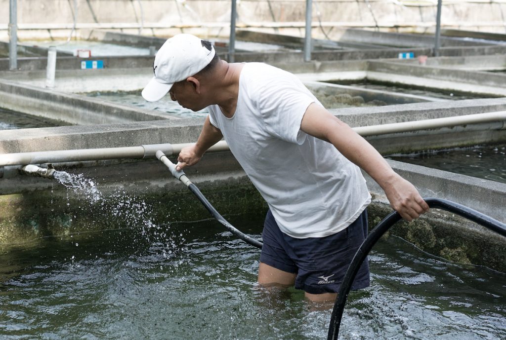 王國中靠著深厚的水產養殖經驗，讓米蝦在國際上大放異彩。