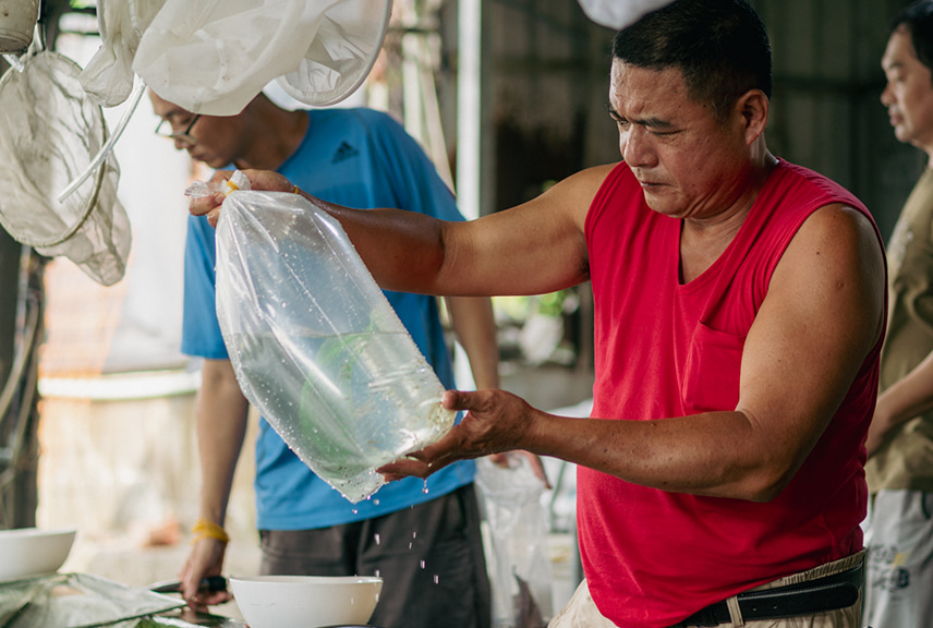 出口米蝦包裝時要打入一些氧氣，並注意運送過程中的溫度變化。