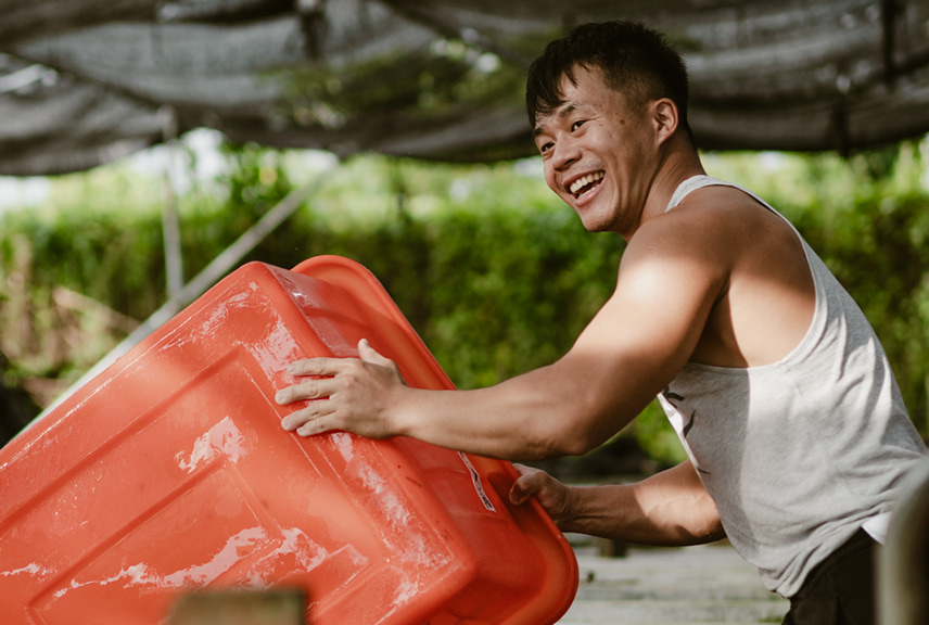 米蝦養得好、養得漂亮，員工們都很有成就感。