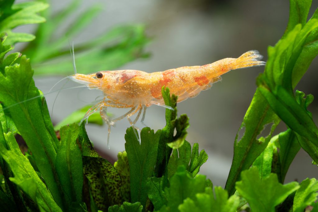 「星塵香吉士」米蝦。