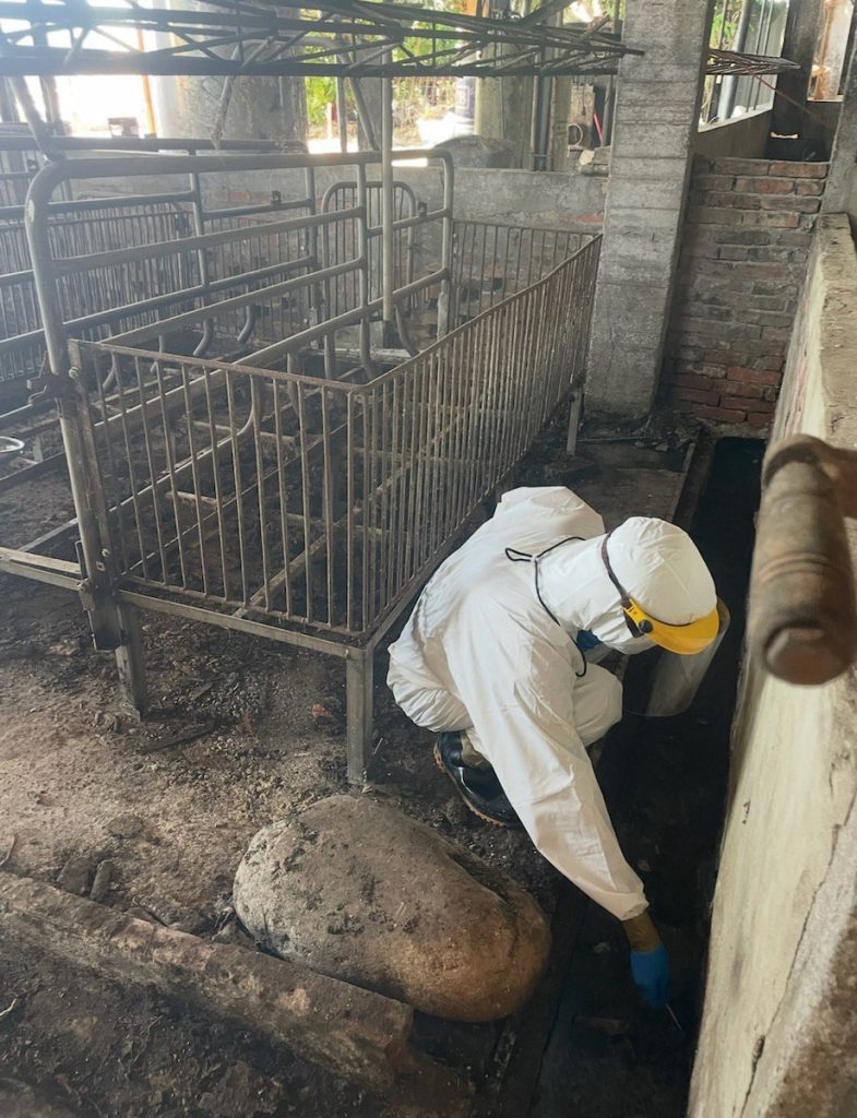 臺灣梧棲場確認傳出非洲豬瘟後,獸醫研究所派員多次到現場做環境採樣。(圖片提供╱獸醫研究所)