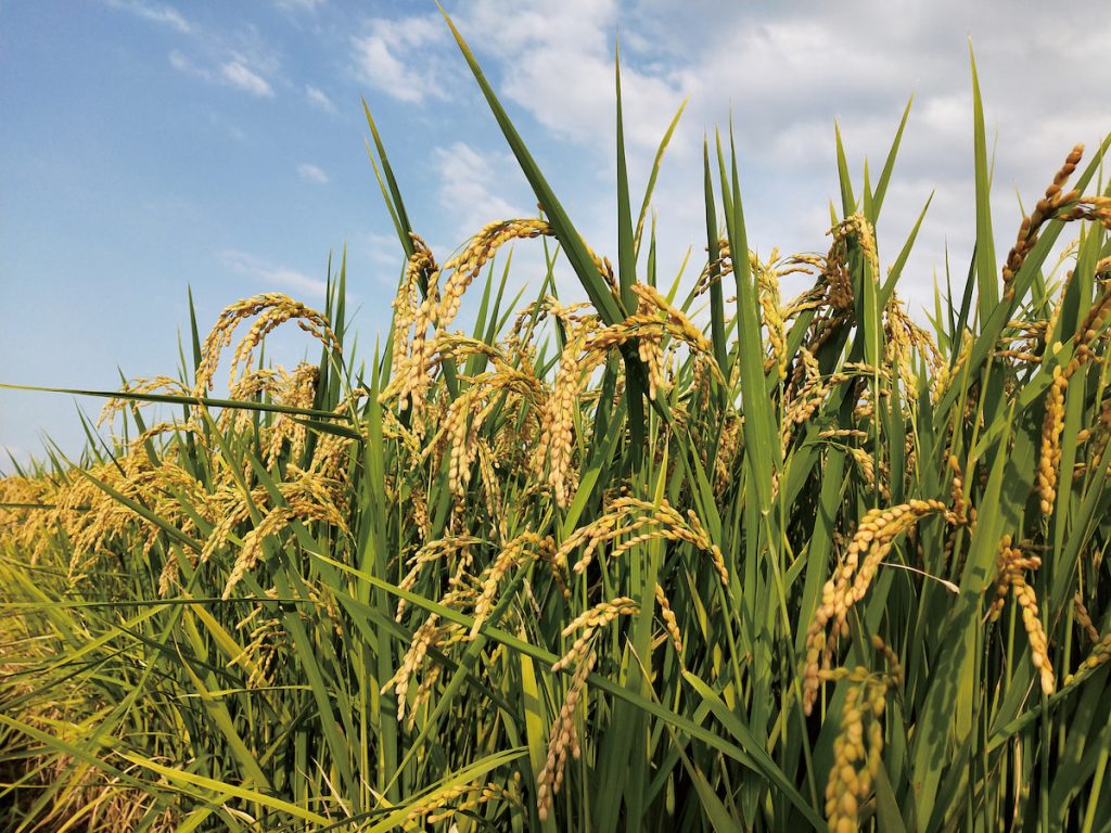 液化澱粉芽孢桿菌（TCB9722）有機液肥，可於水稻種植時施用。