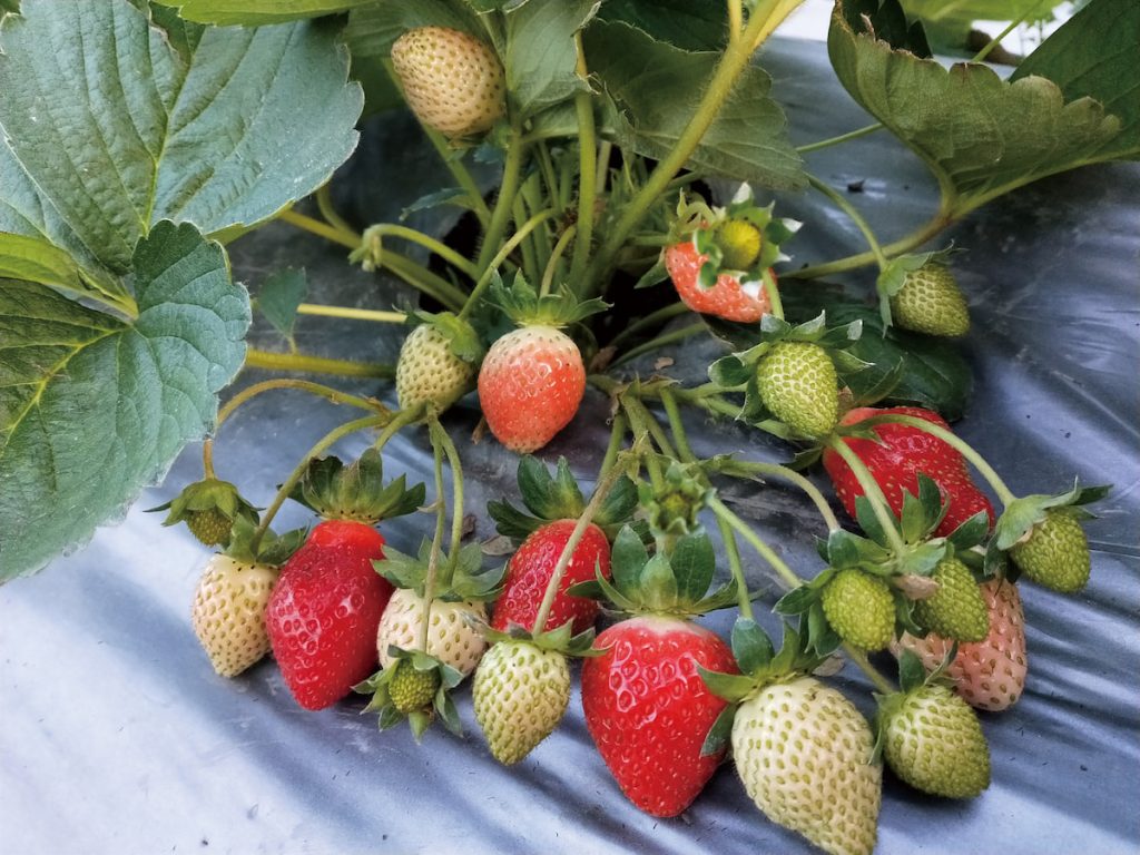 液化澱粉芽孢桿菌（TCB9722）有機液肥，可用於蔬果種植，草莓也是其中一種。