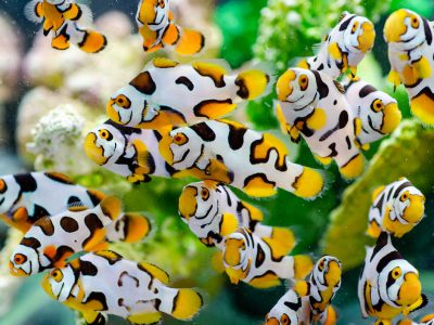 「畢卡索」小丑。