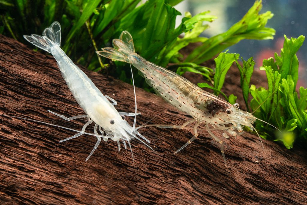 白色大和藻蝦與原生型態大和藻蝦。