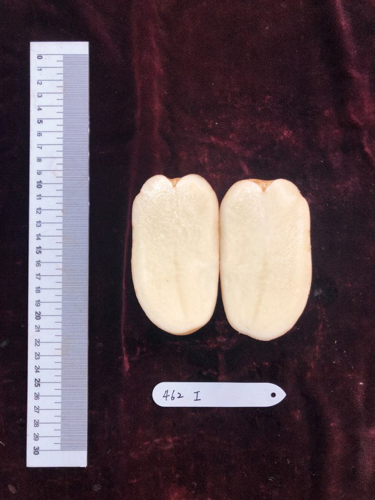 種苗6號的切面。