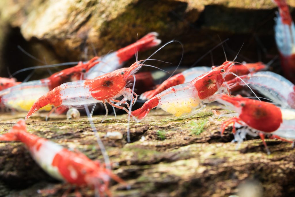 王國中耐心選育出全世界第一隻頭尾紅色、中段透明的「琉璃蝦」。