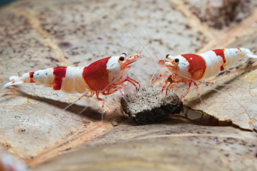 「紅白」水晶蝦。