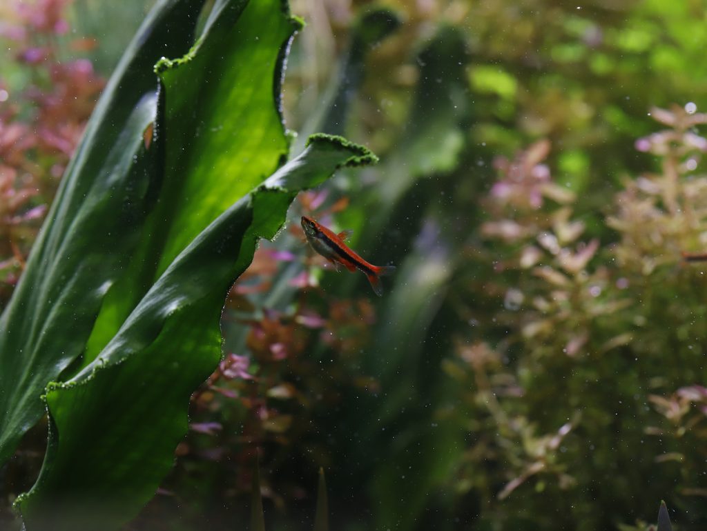 紅肚鉛筆:群游魚種,公魚紅艷,強效除絲藻,建議五隻以上群養。