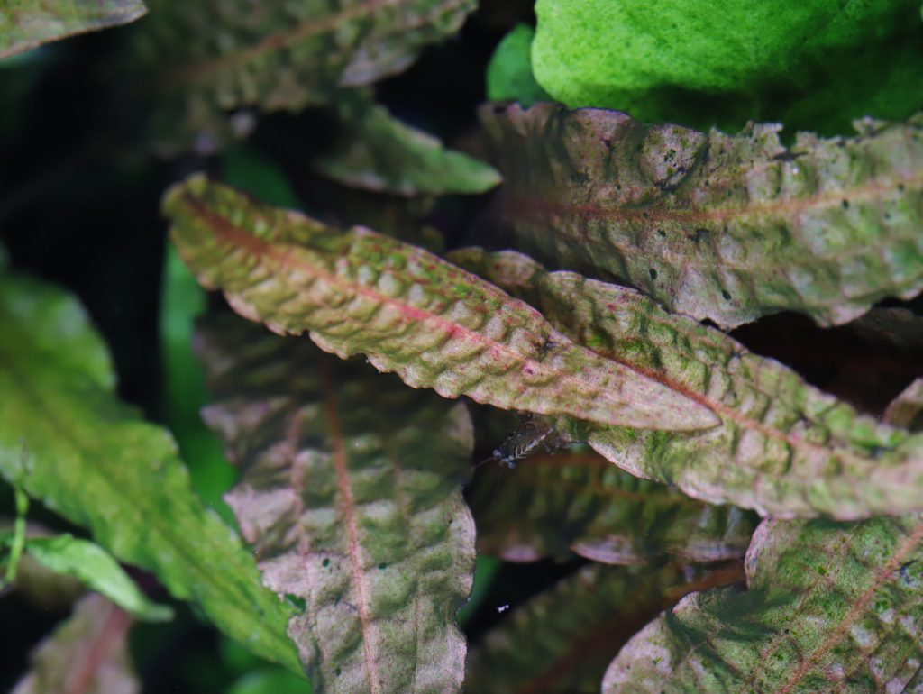 紫紋阿芬椒草:稀少生長慢,栽培首重「穩」,換水溫度種植皆需恆定。