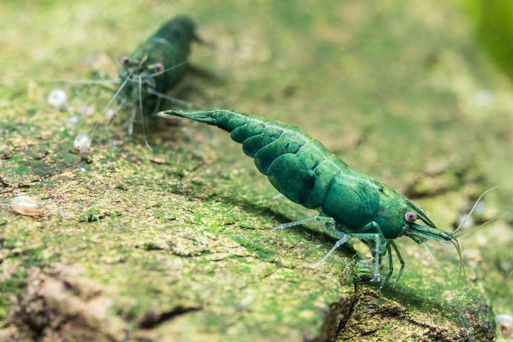 「綠翡翠」米蝦。