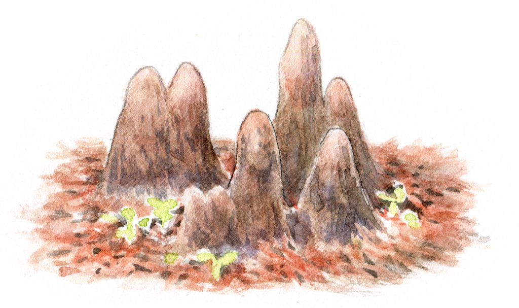 落羽松從土中冒出的像地藏般的呼吸根。