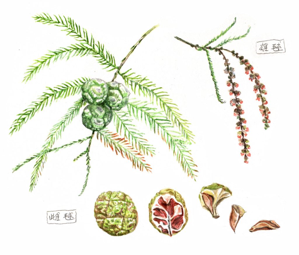 落羽松的雌雄毬果，以及碎片狀，可隨水傳播的奇特種子。