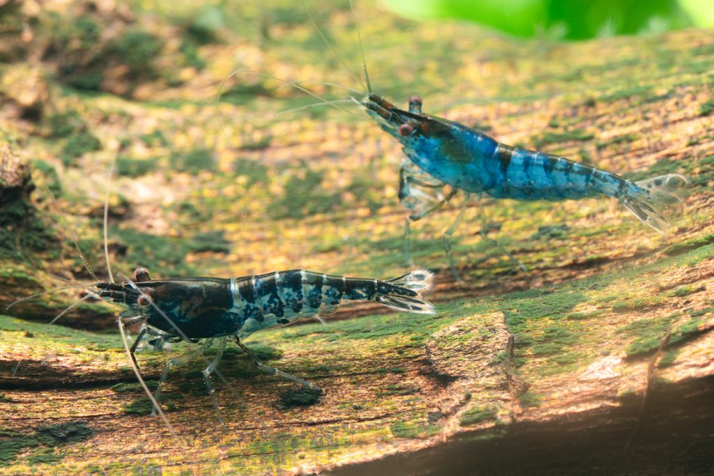 「藍斑馬」米蝦。