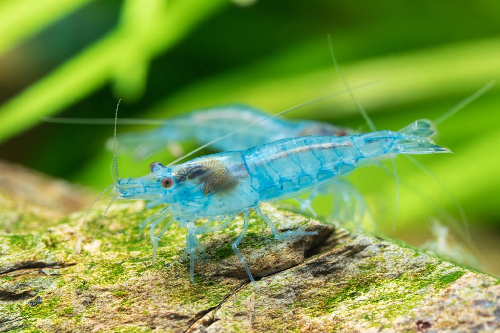 「藍絲絨」米蝦。