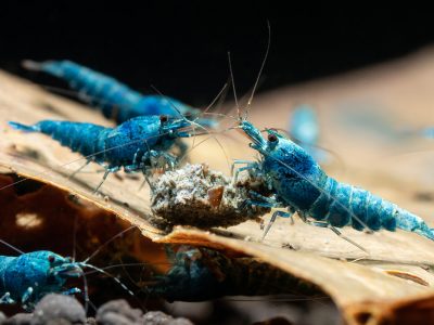 「藍金剛」水晶蝦，顏色種類多元，價格親民，受到觀賞水族市場喜愛。