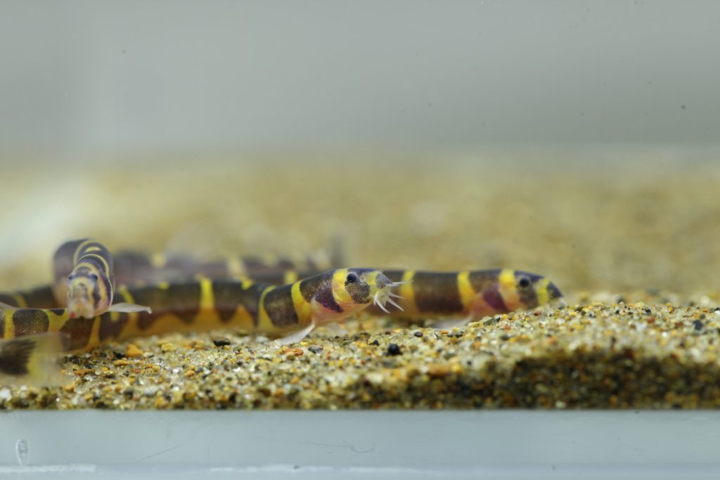 蛇魚:雜食性,沉底飼料幾乎來者不拒,能處理殘餌問題。