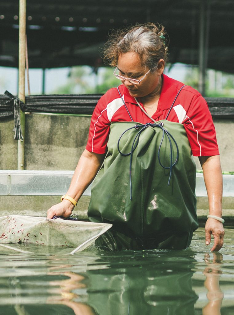 蝦池裡的勞動身影。