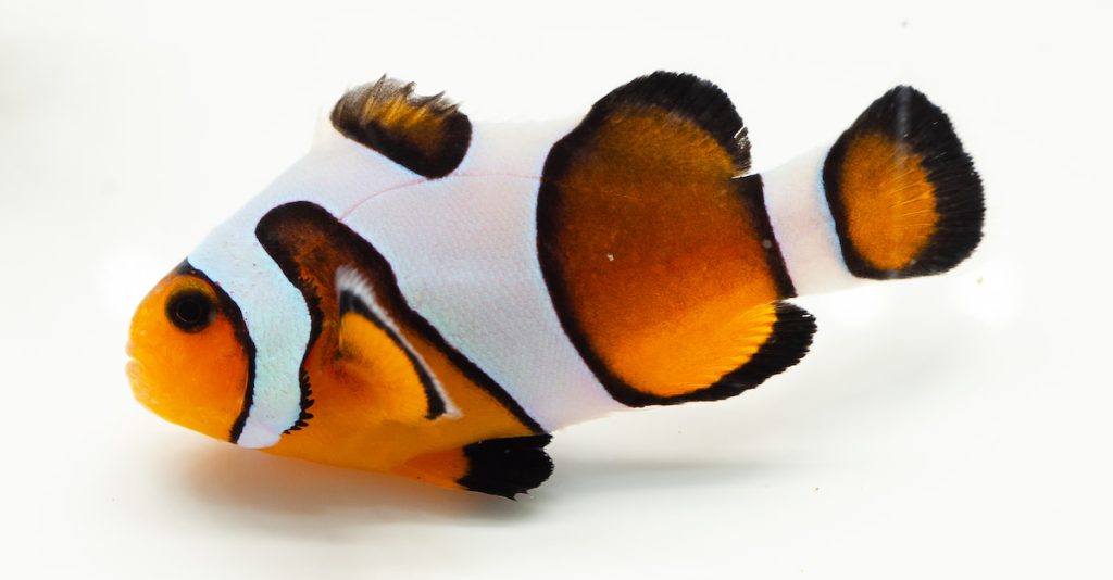 「達芬奇」小丑。