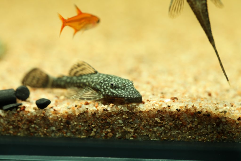 雪花小鬍子:最常見的異型之一。除藻效果佳,可去除缸壁或水草葉面的綠藻。