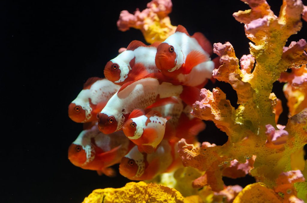 大眾看小丑魚亮麗外觀,薛雍霖則是看準它背後商機。