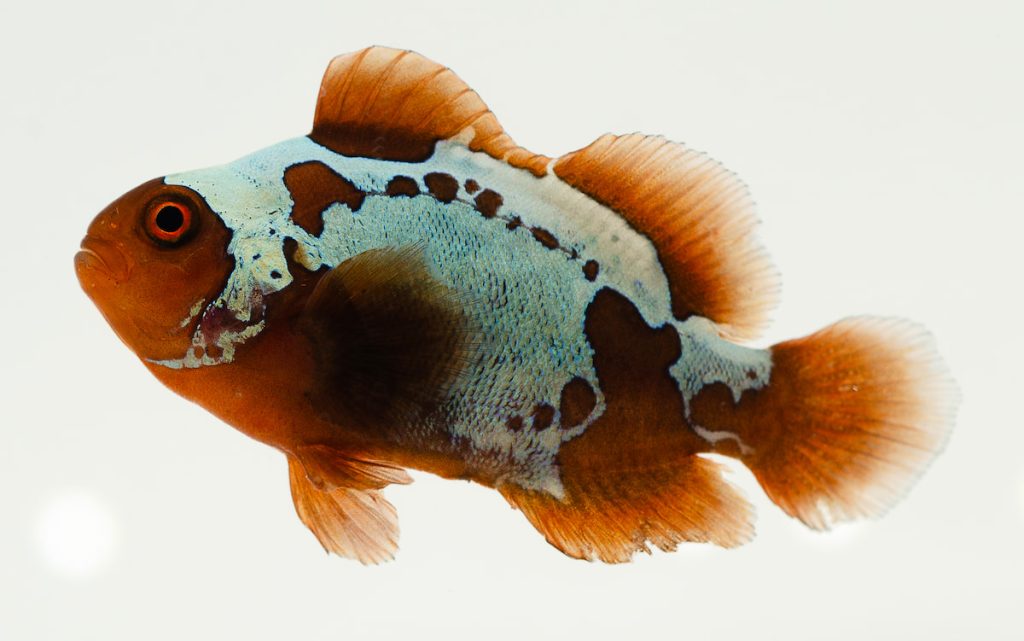 「雪花透紅」小丑。