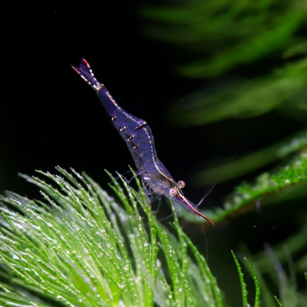 霸王紅長戢槍蝦:堪稱最具觀賞型槍蝦蝦種!有重型除藻機的稱號。