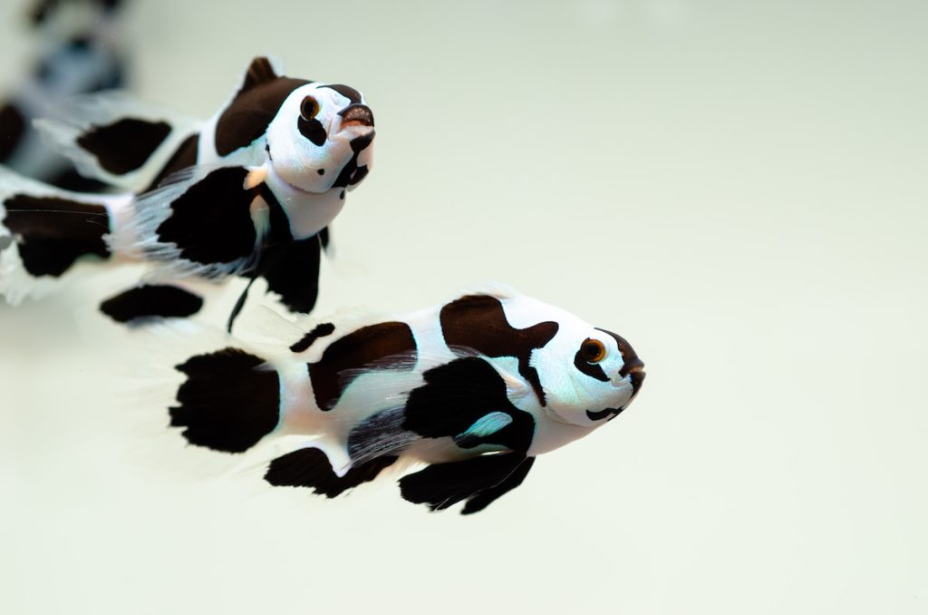 「黑颶風禮服」小丑。