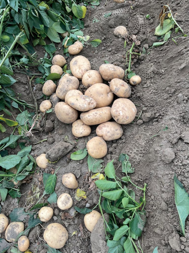 馬鈴薯種苗6號的田間採收,在塊莖表現部分,大薯比例高。