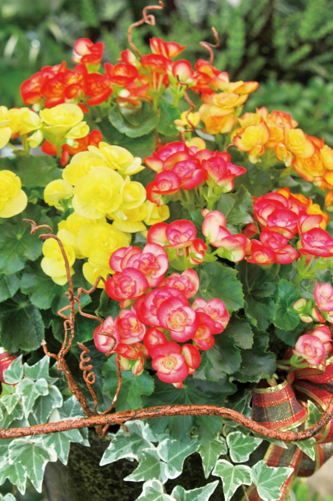 多色的花一朵朵排著隊,好像在提醒:忙碌裡也要留點溫柔給自己。