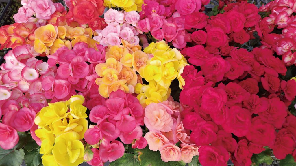 鮮豔多色的麗格海棠,是冬天家家戶戶妝點環境的好幫手。