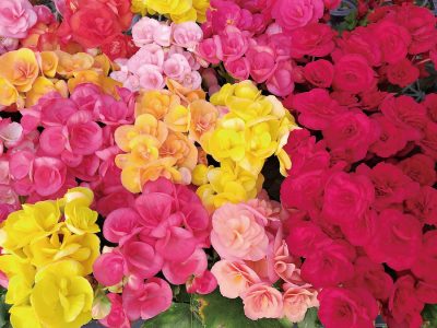 鮮豔多色的麗格海棠，是冬天家家戶戶妝點環境的好幫手。