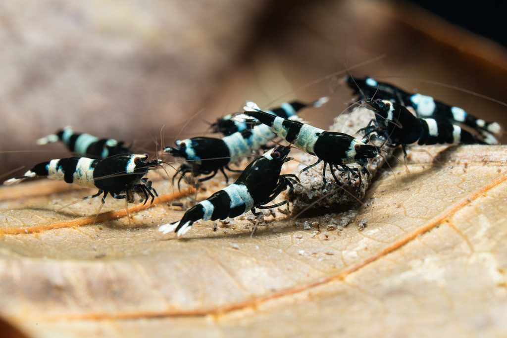 「黑金剛」水晶蝦。