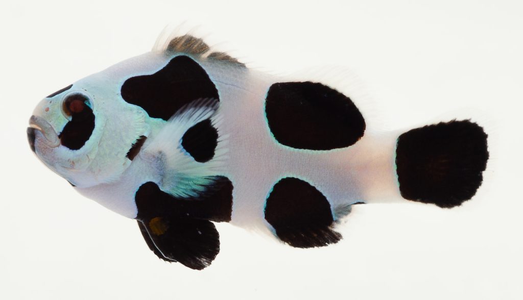 「黑颶風」小丑。