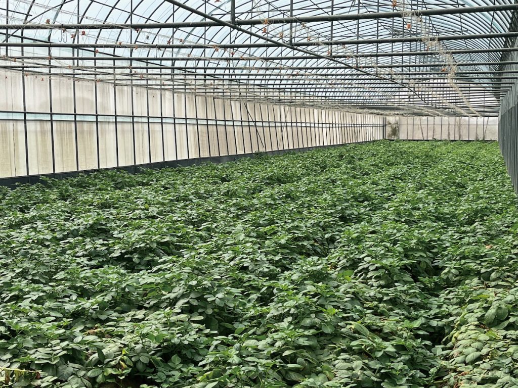 馬鈴薯種苗6號,定植54天後,健康種苗生產情形。