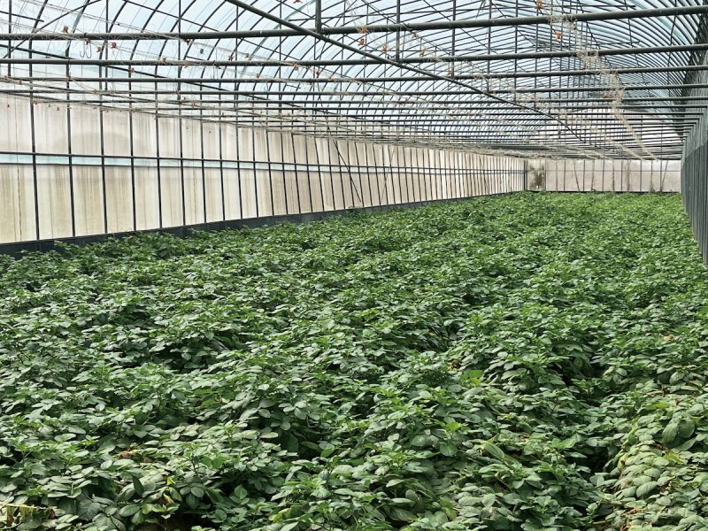 馬鈴薯種苗6號，定植54天後，健康種苗生產情形。