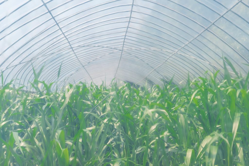 高倉農園溫室裡的生薑苗長得茂盛。