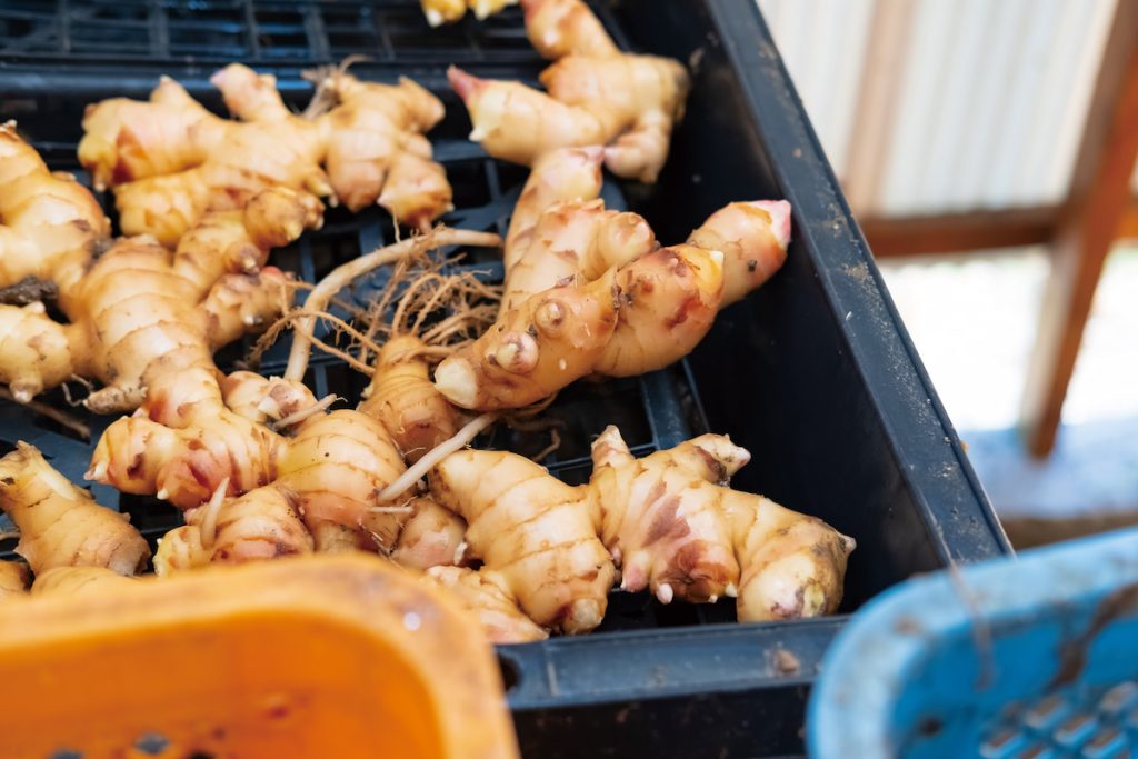 高倉農園第1年收穫的中生薑。