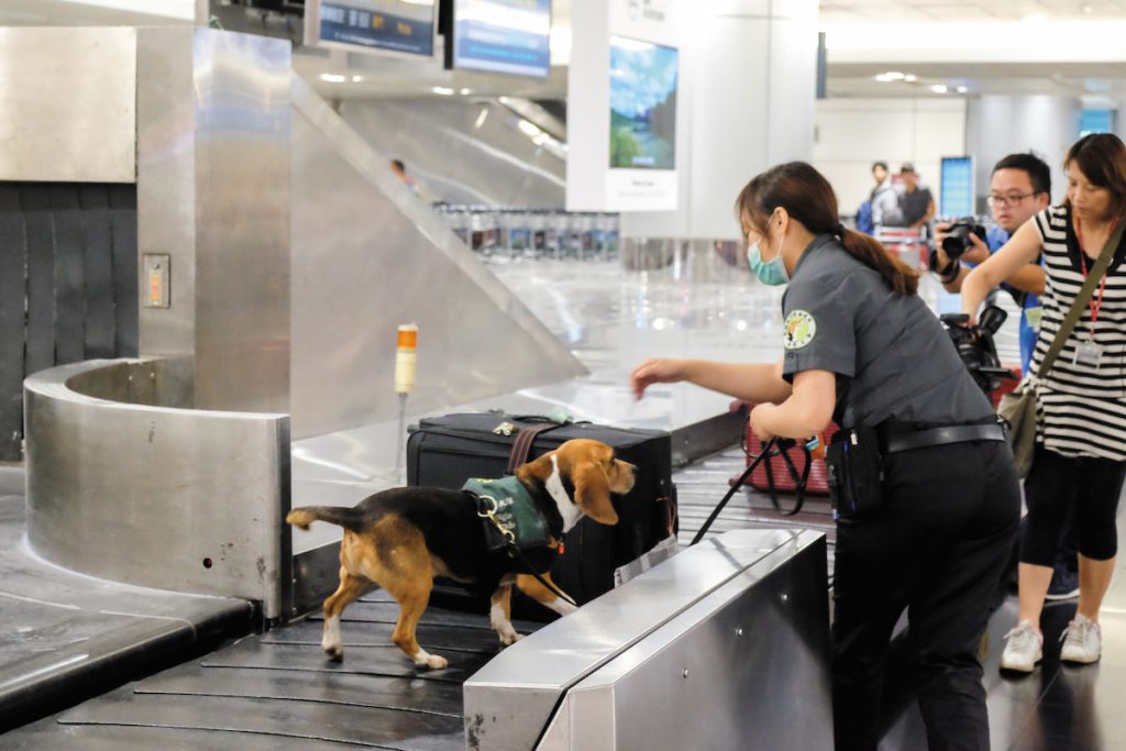 更加嚴格的邊境檢疫,要阻絕非洲豬瘟病毒再次突破防線。(攝影╱林慧貞)