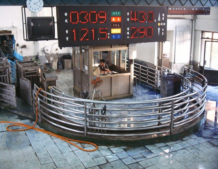 肉品市場的豬隻拍賣場,這是支撐臺灣豬產業的重要空間。(圖片提供╱國立宜蘭大學畜產經營與肉品研究室)