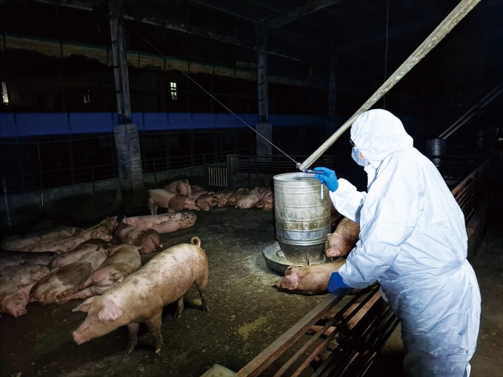 非洲豬瘟病例發生後,值得反思強化生物安全的政策措施。(圖片提供╱臺中市政府)