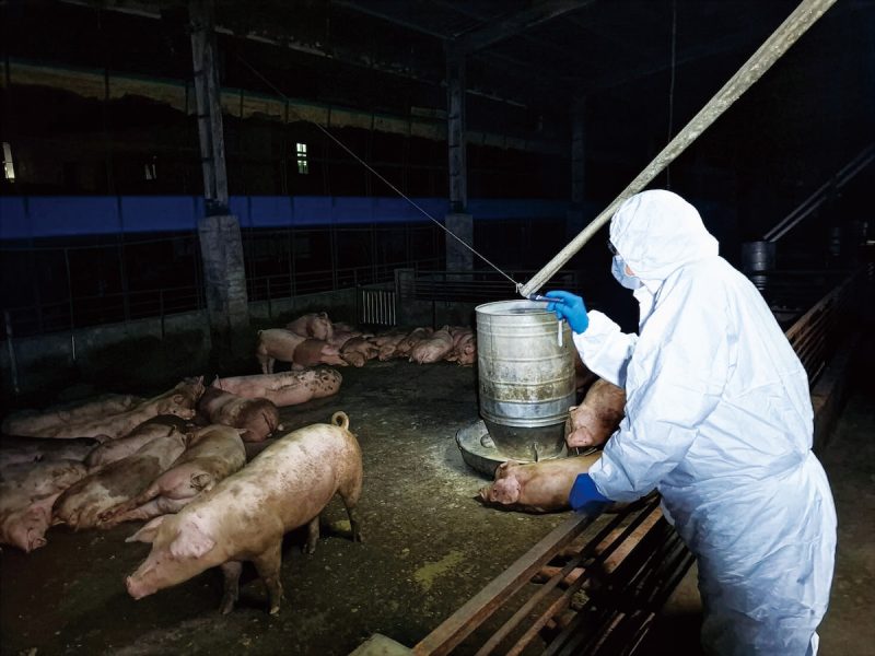 非洲豬瘟病例發生後，值得反思強化生物安全的政策措施。（圖片提供╱臺中市政府）